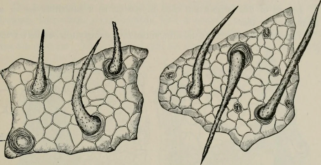 An illustration from The microscopy of vegetable foods, with special reference to the detection of adulteration and the diagnosis of mixtures, 1916, leaf 480