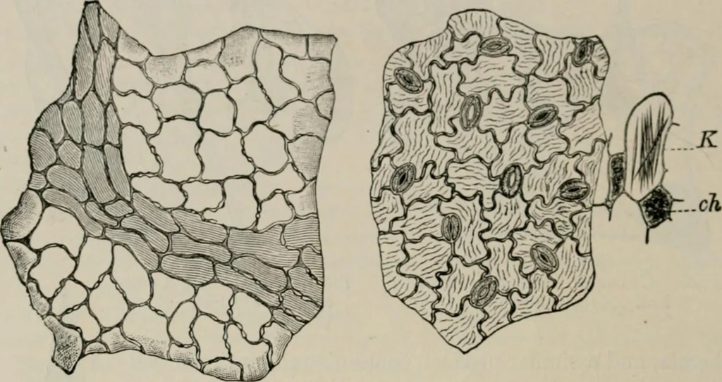 An illustration from The microscopy of vegetable foods, with special reference to the detection of adulteration and the diagnosis of mixtures, 1916, leaf 481