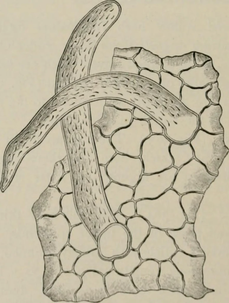 An illustration from The microscopy of vegetable foods, with special reference to the detection of adulteration and the diagnosis of mixtures, 1916, leaf 481