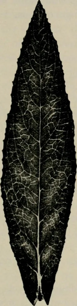 An illustration from The microscopy of vegetable foods, with special reference to the detection of adulteration and the diagnosis of mixtures, 1916, leaf 482