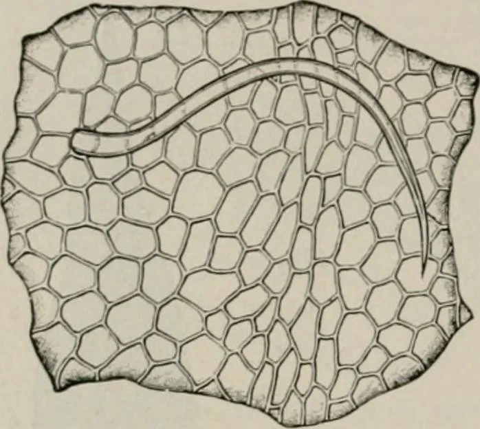 An illustration from The microscopy of vegetable foods, with special reference to the detection of adulteration and the diagnosis of mixtures, 1916, leaf 483
