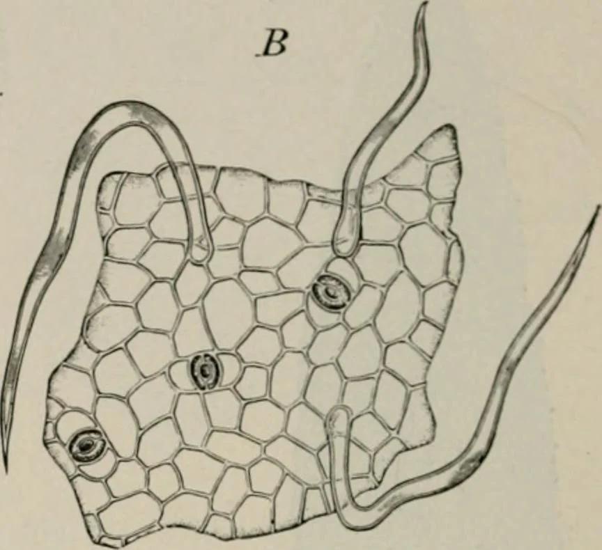 An illustration from The microscopy of vegetable foods, with special reference to the detection of adulteration and the diagnosis of mixtures, 1916, leaf 483