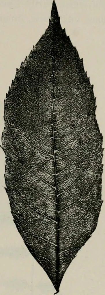 An illustration from The microscopy of vegetable foods, with special reference to the detection of adulteration and the diagnosis of mixtures, 1916, leaf 484
