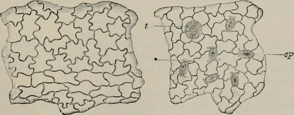 An illustration from The microscopy of vegetable foods, with special reference to the detection of adulteration and the diagnosis of mixtures, 1916, leaf 484