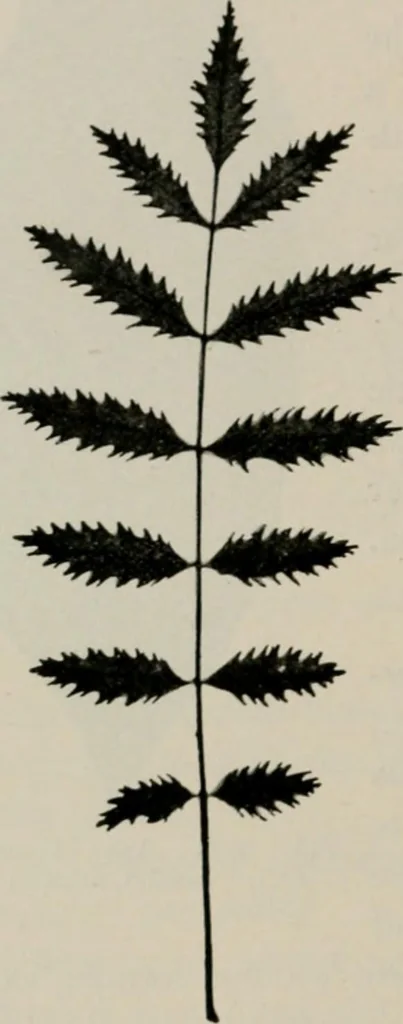 An illustration from The microscopy of vegetable foods, with special reference to the detection of adulteration and the diagnosis of mixtures, 1916, leaf 485