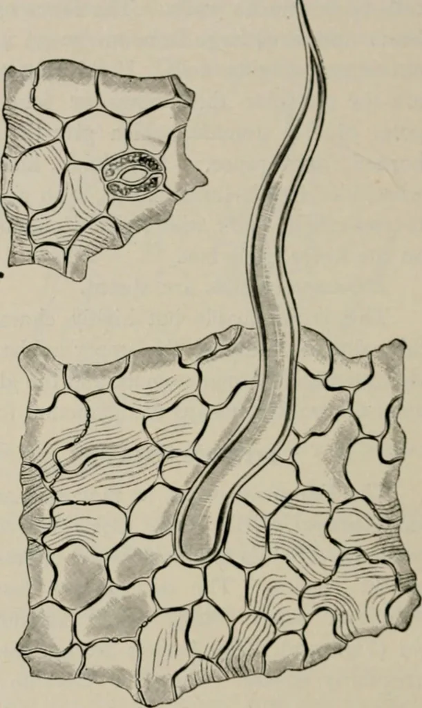 An illustration from The microscopy of vegetable foods, with special reference to the detection of adulteration and the diagnosis of mixtures, 1916, leaf 485