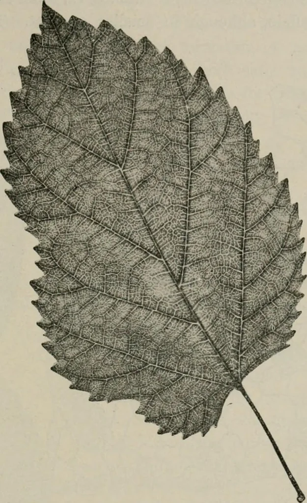 An illustration from The microscopy of vegetable foods, with special reference to the detection of adulteration and the diagnosis of mixtures, 1916, leaf 486