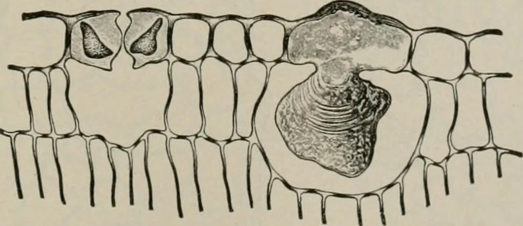 An illustration from The microscopy of vegetable foods, with special reference to the detection of adulteration and the diagnosis of mixtures, 1916, leaf 486
