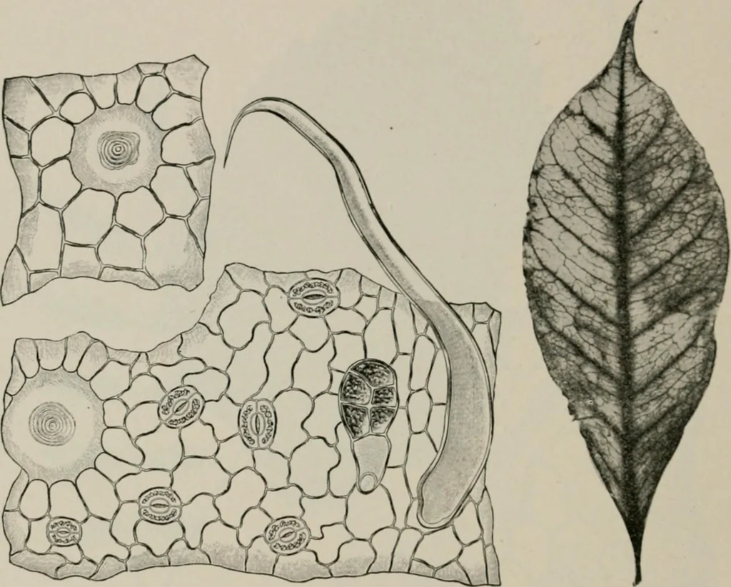 An illustration from The microscopy of vegetable foods, with special reference to the detection of adulteration and the diagnosis of mixtures, 1916, leaf 487