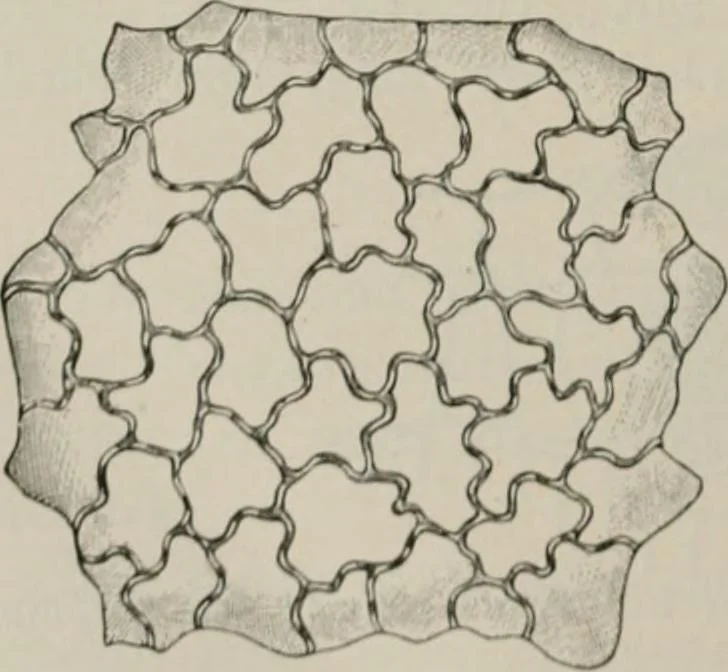 An illustration from The microscopy of vegetable foods, with special reference to the detection of adulteration and the diagnosis of mixtures, 1916, leaf 487