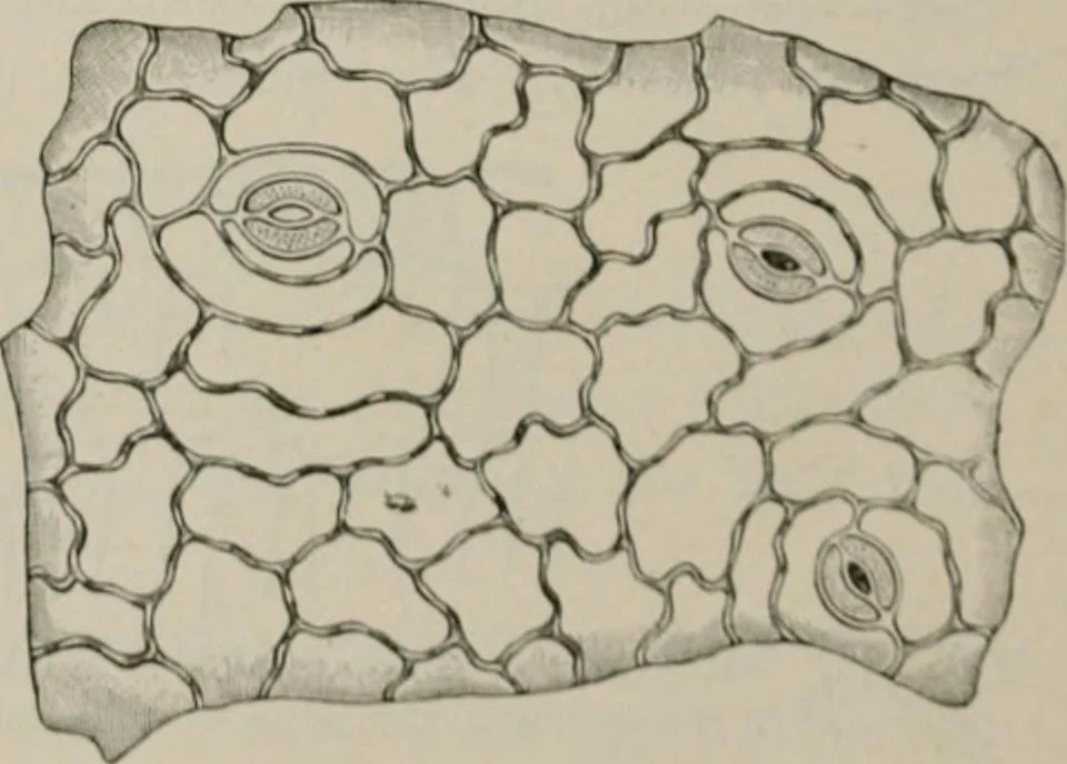 An illustration from The microscopy of vegetable foods, with special reference to the detection of adulteration and the diagnosis of mixtures, 1916, leaf 487