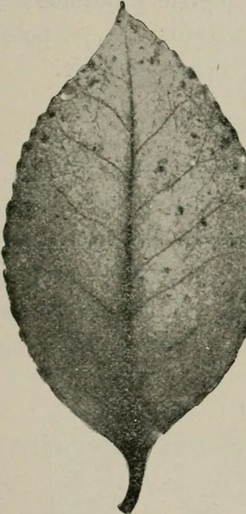 An illustration from The microscopy of vegetable foods, with special reference to the detection of adulteration and the diagnosis of mixtures, 1916, leaf 488