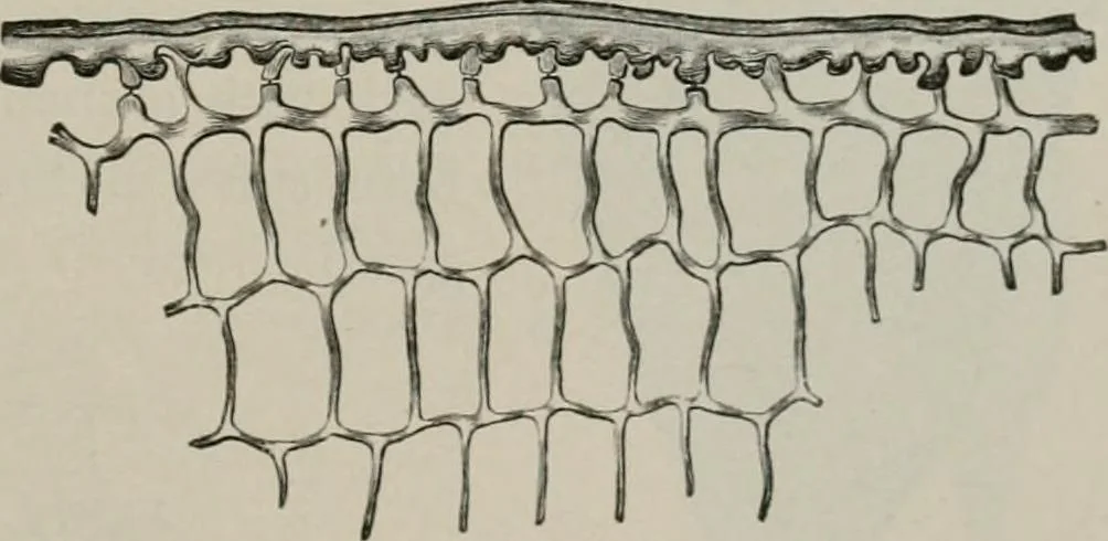 An illustration from The microscopy of vegetable foods, with special reference to the detection of adulteration and the diagnosis of mixtures, 1916, leaf 488