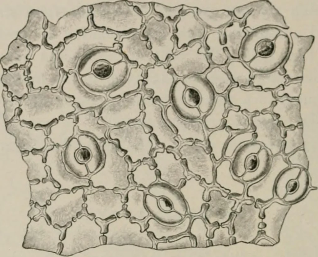 An illustration from The microscopy of vegetable foods, with special reference to the detection of adulteration and the diagnosis of mixtures, 1916, leaf 489