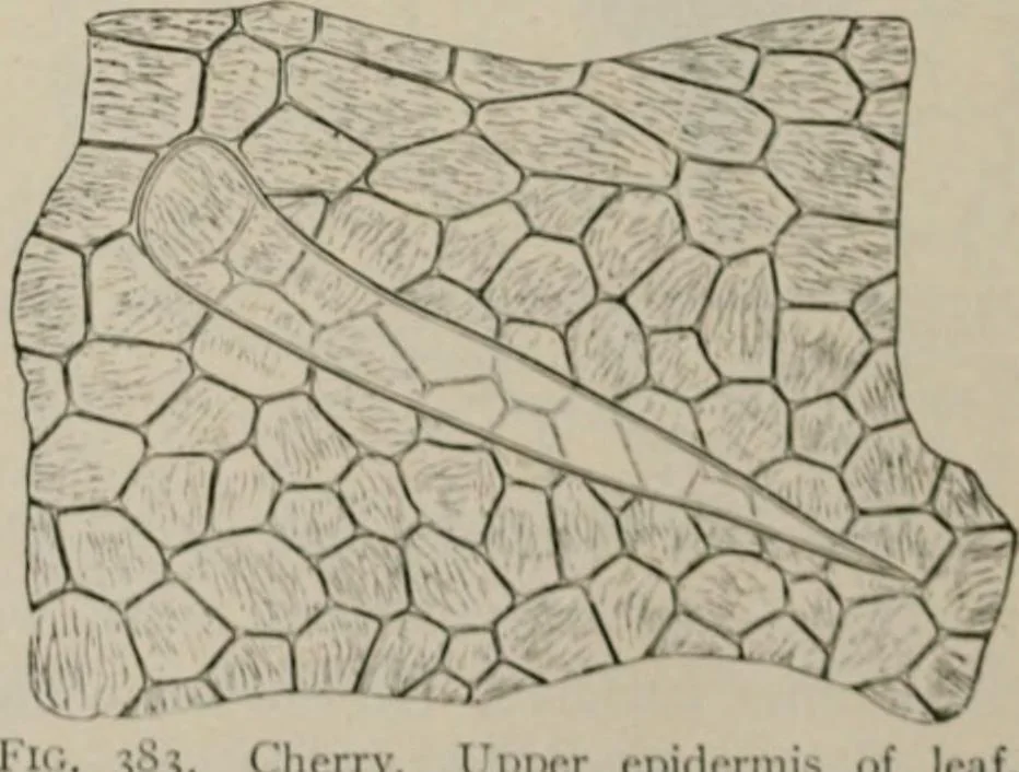 An illustration from The microscopy of vegetable foods, with special reference to the detection of adulteration and the diagnosis of mixtures, 1916, leaf 489