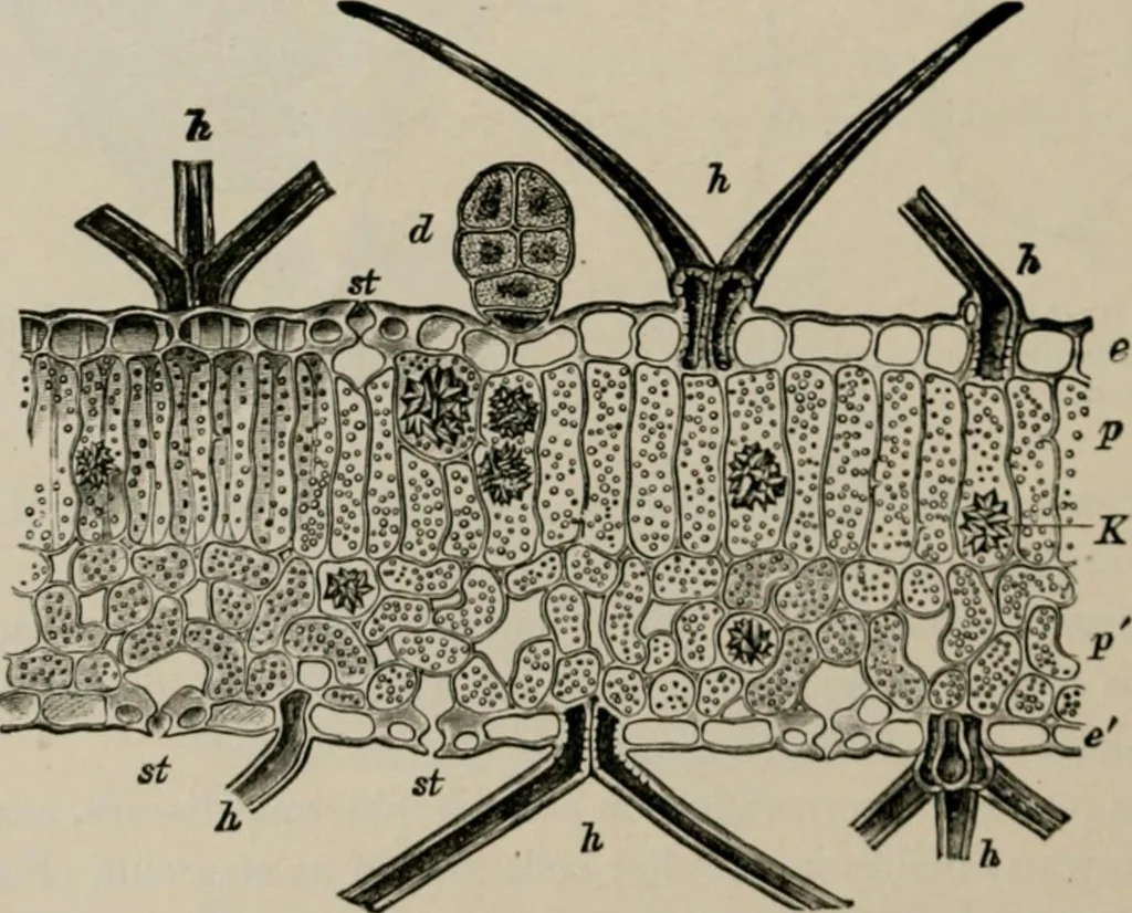 An illustration from The microscopy of vegetable foods, with special reference to the detection of adulteration and the diagnosis of mixtures, 1916, leaf 49