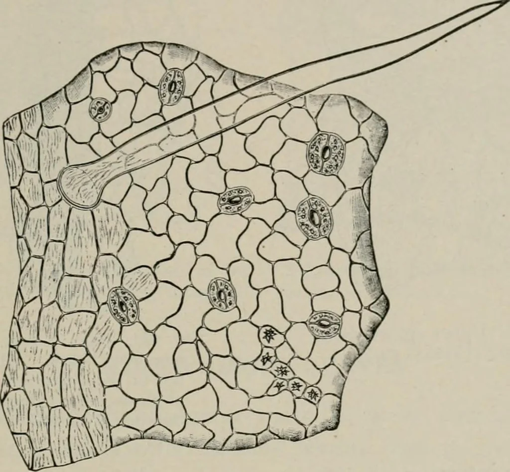 An illustration from The microscopy of vegetable foods, with special reference to the detection of adulteration and the diagnosis of mixtures, 1916, leaf 490