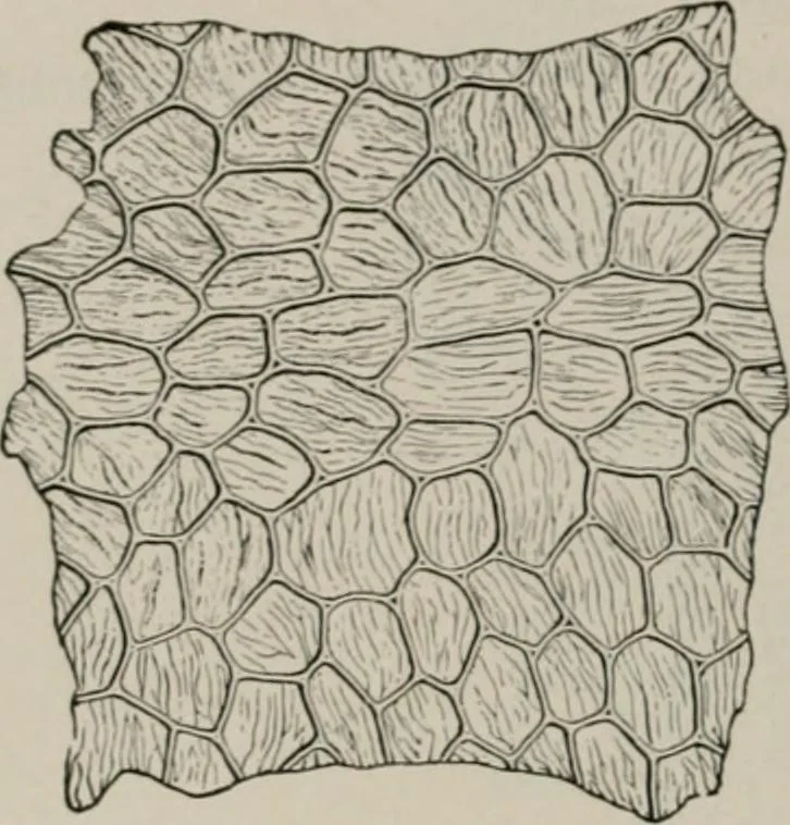 An illustration from The microscopy of vegetable foods, with special reference to the detection of adulteration and the diagnosis of mixtures, 1916, leaf 491