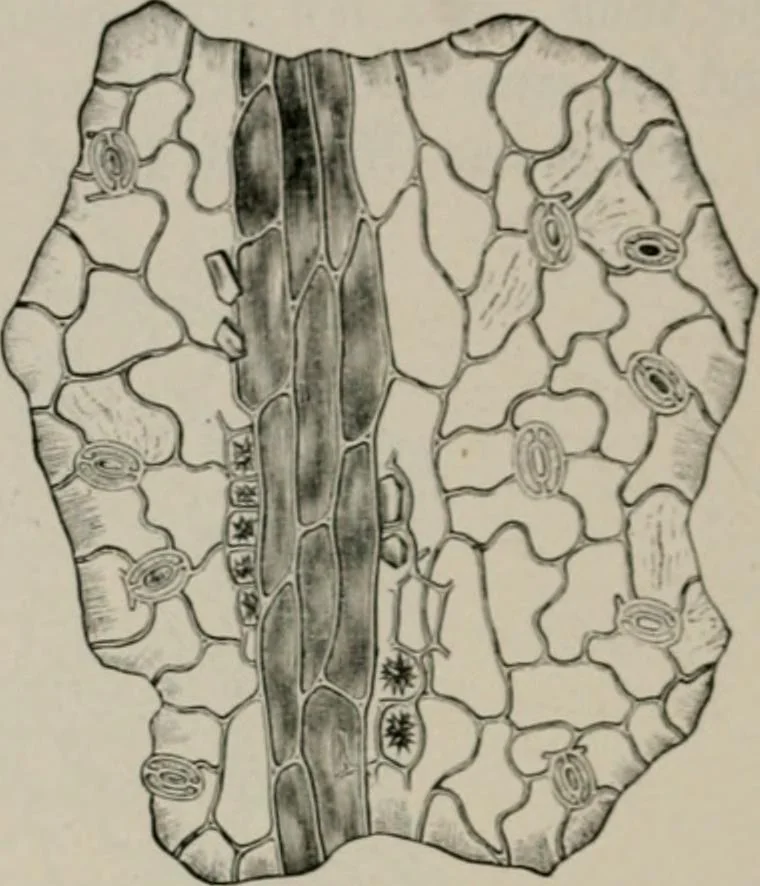 An illustration from The microscopy of vegetable foods, with special reference to the detection of adulteration and the diagnosis of mixtures, 1916, leaf 491