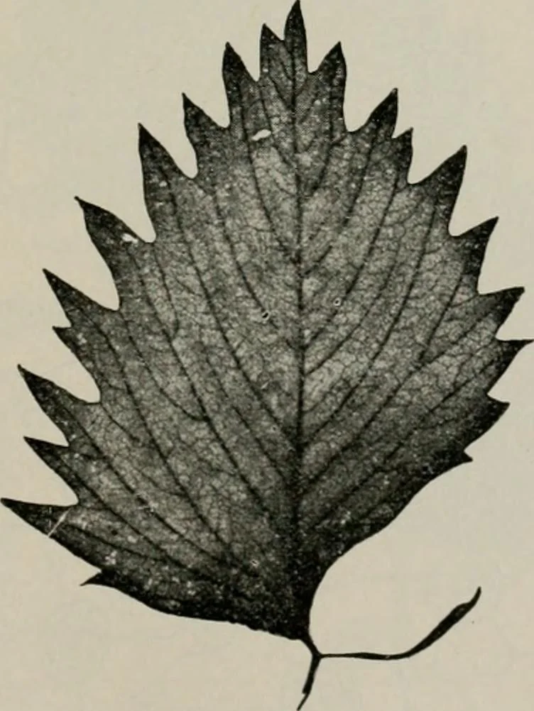 An illustration from The microscopy of vegetable foods, with special reference to the detection of adulteration and the diagnosis of mixtures, 1916, leaf 492