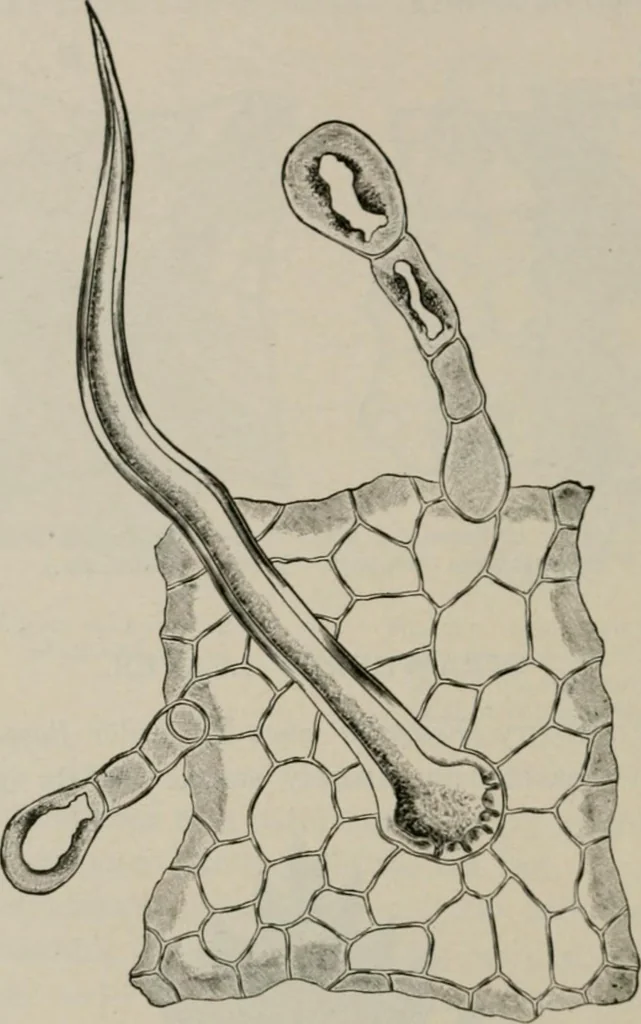 An illustration from The microscopy of vegetable foods, with special reference to the detection of adulteration and the diagnosis of mixtures, 1916, leaf 493
