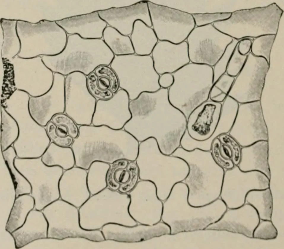 An illustration from The microscopy of vegetable foods, with special reference to the detection of adulteration and the diagnosis of mixtures, 1916, leaf 493
