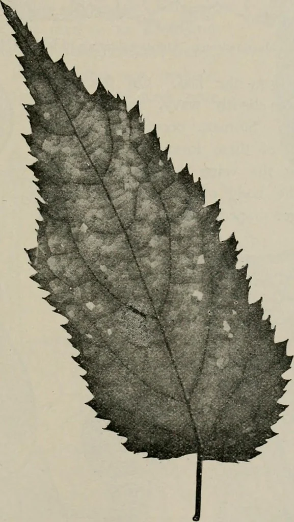 An illustration from The microscopy of vegetable foods, with special reference to the detection of adulteration and the diagnosis of mixtures, 1916, leaf 494