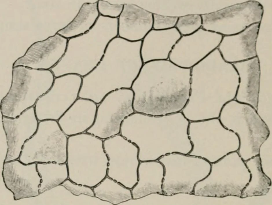 An illustration from The microscopy of vegetable foods, with special reference to the detection of adulteration and the diagnosis of mixtures, 1916, leaf 495
