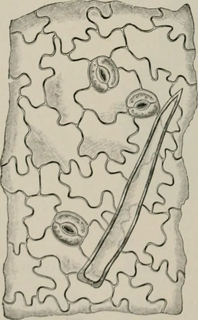 An illustration from The microscopy of vegetable foods, with special reference to the detection of adulteration and the diagnosis of mixtures, 1916, leaf 495