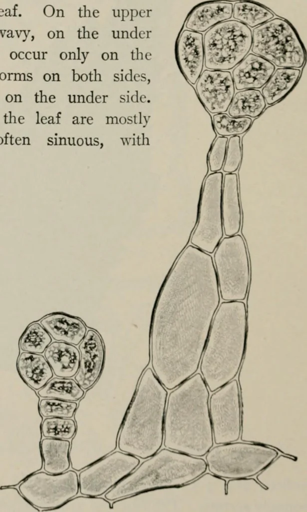 An illustration from The microscopy of vegetable foods, with special reference to the detection of adulteration and the diagnosis of mixtures, 1916, leaf 495