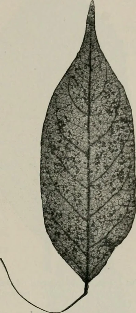 An illustration from The microscopy of vegetable foods, with special reference to the detection of adulteration and the diagnosis of mixtures, 1916, leaf 496