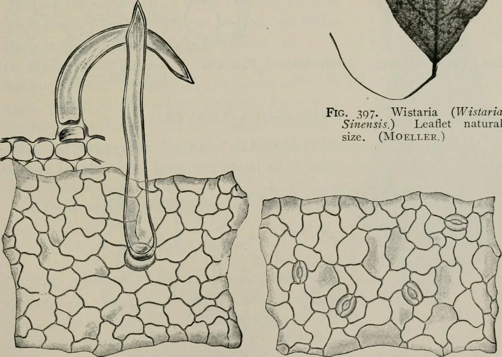 An illustration from The microscopy of vegetable foods, with special reference to the detection of adulteration and the diagnosis of mixtures, 1916, leaf 496
