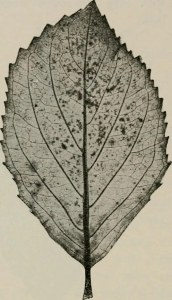 An illustration from The microscopy of vegetable foods, with special reference to the detection of adulteration and the diagnosis of mixtures, 1916, leaf 497