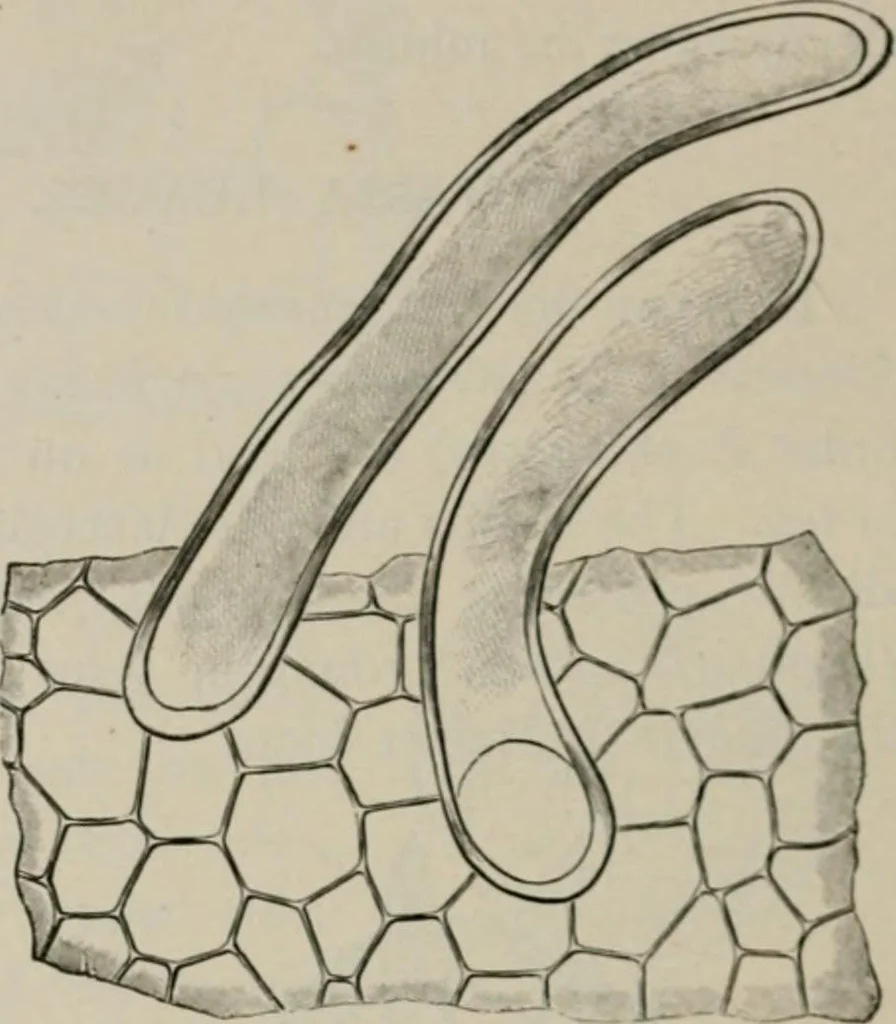 An illustration from The microscopy of vegetable foods, with special reference to the detection of adulteration and the diagnosis of mixtures, 1916, leaf 497