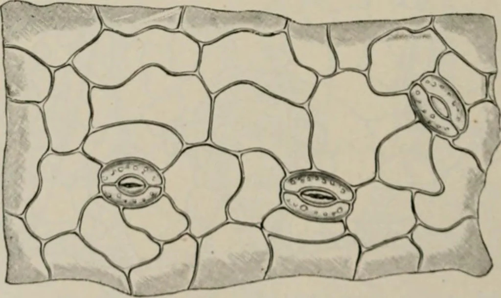 An illustration from The microscopy of vegetable foods, with special reference to the detection of adulteration and the diagnosis of mixtures, 1916, leaf 497