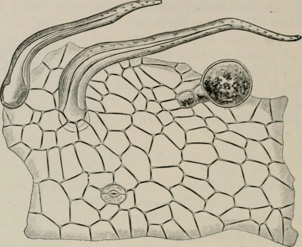 An illustration from The microscopy of vegetable foods, with special reference to the detection of adulteration and the diagnosis of mixtures, 1916, leaf 499