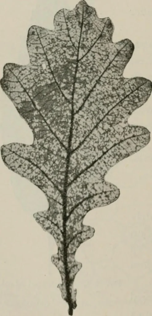 An illustration from The microscopy of vegetable foods, with special reference to the detection of adulteration and the diagnosis of mixtures, 1916, leaf 499