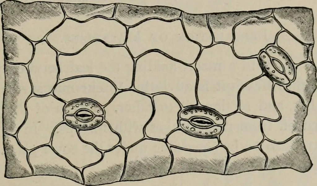 An illustration from The microscopy of vegetable foods, with special reference to the detection of adulteration and the diagnosis of mixtures, 1916, leaf 50