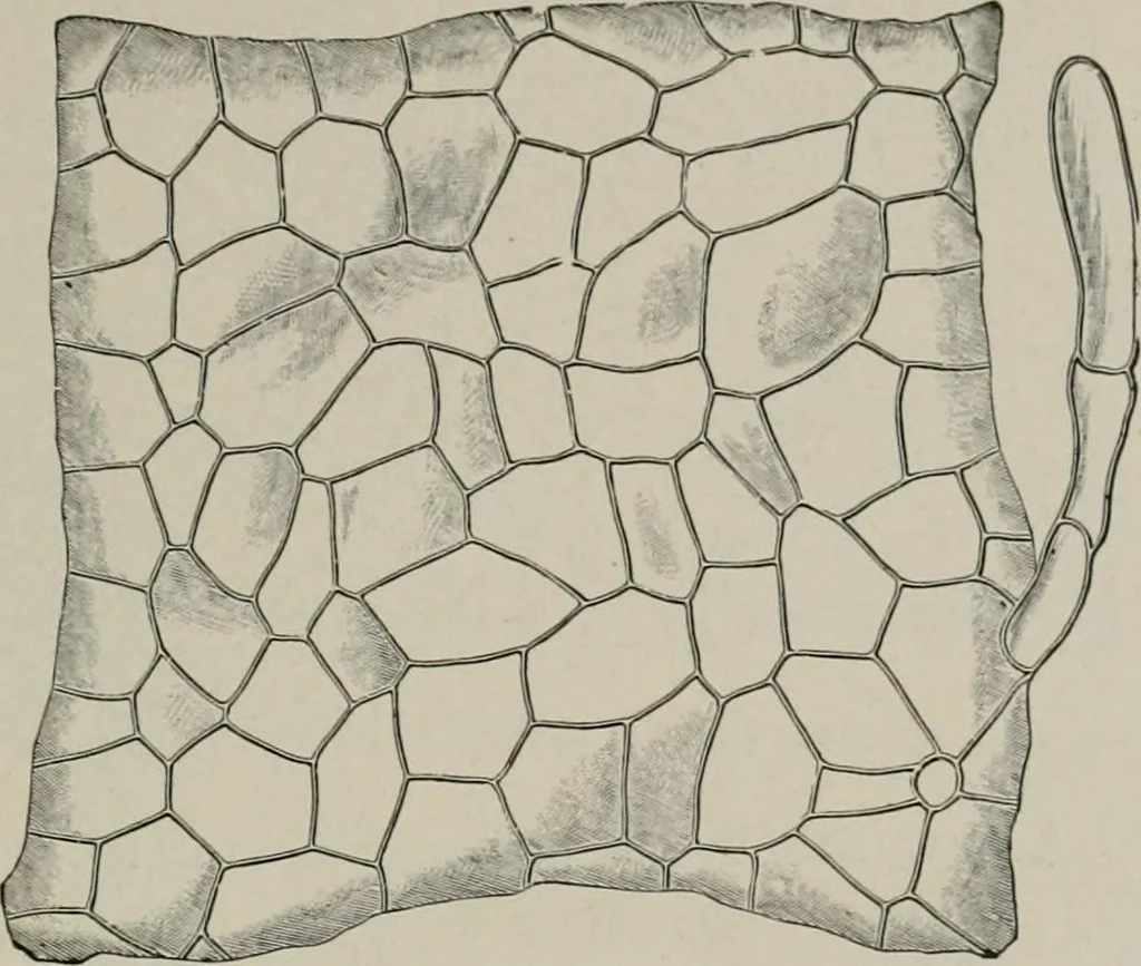 An illustration from The microscopy of vegetable foods, with special reference to the detection of adulteration and the diagnosis of mixtures, 1916, leaf 500