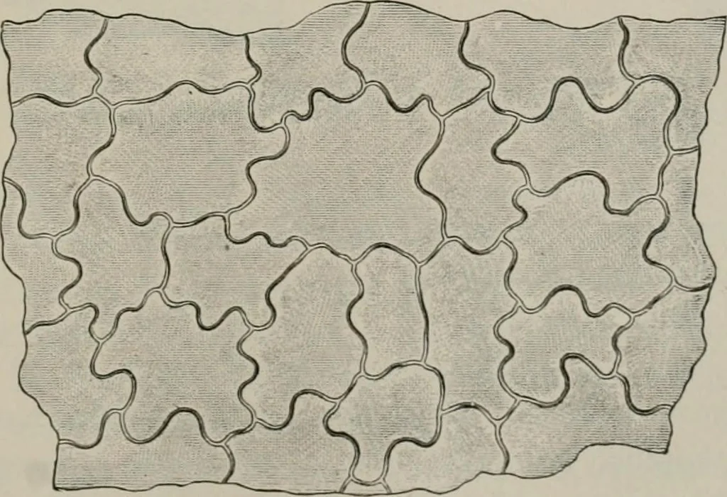 An illustration from The microscopy of vegetable foods, with special reference to the detection of adulteration and the diagnosis of mixtures, 1916, leaf 500