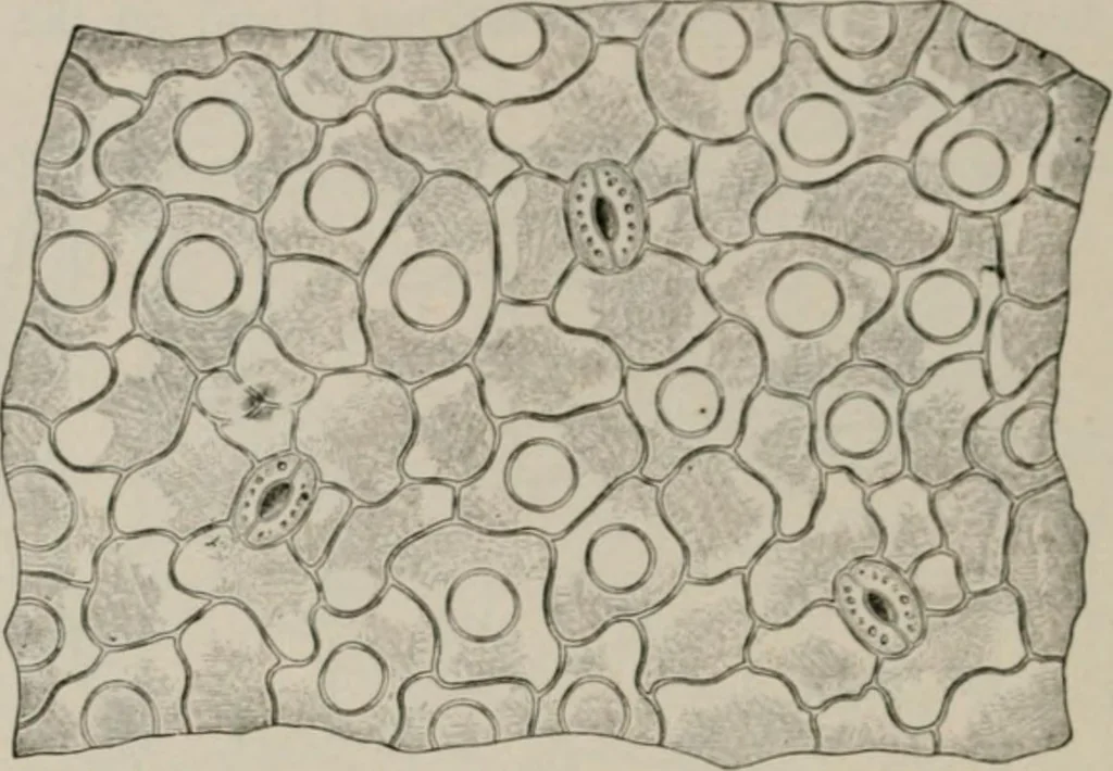 An illustration from The microscopy of vegetable foods, with special reference to the detection of adulteration and the diagnosis of mixtures, 1916, leaf 501