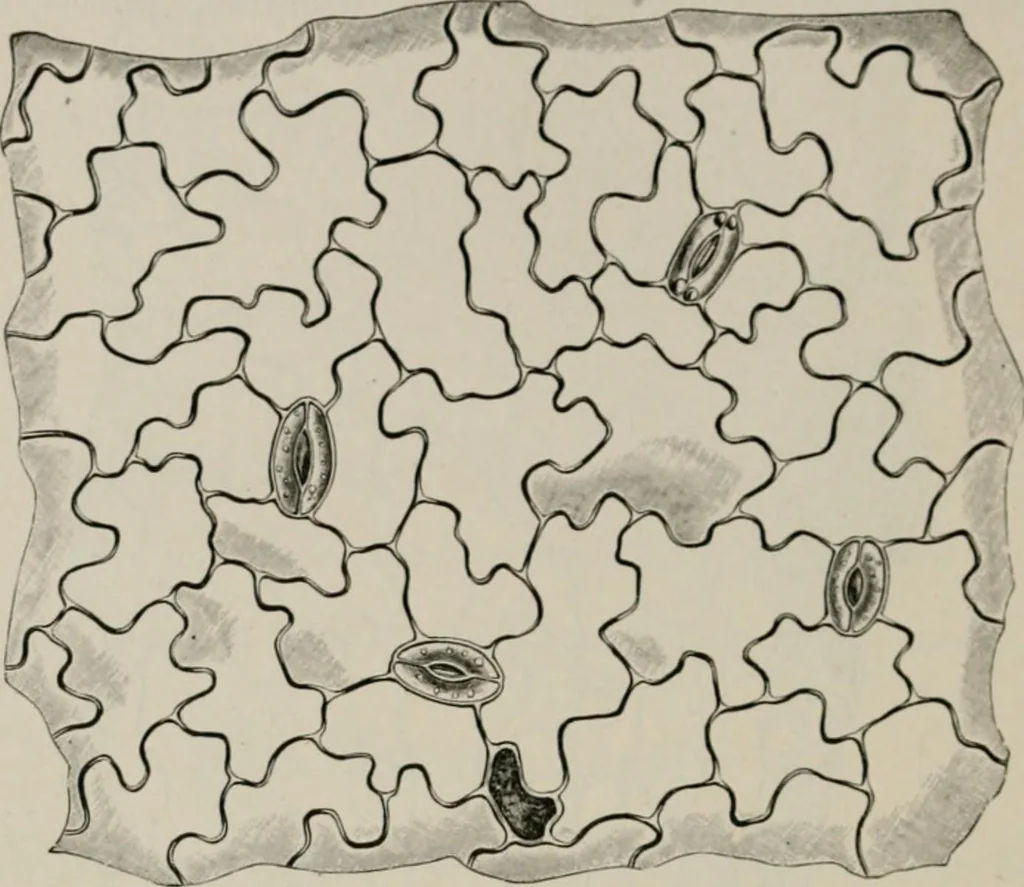 An illustration from The microscopy of vegetable foods, with special reference to the detection of adulteration and the diagnosis of mixtures, 1916, leaf 503