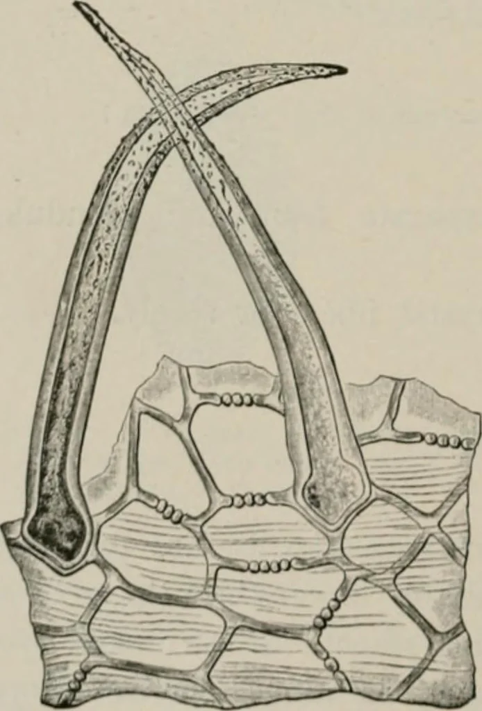 An illustration from The microscopy of vegetable foods, with special reference to the detection of adulteration and the diagnosis of mixtures, 1916, leaf 503