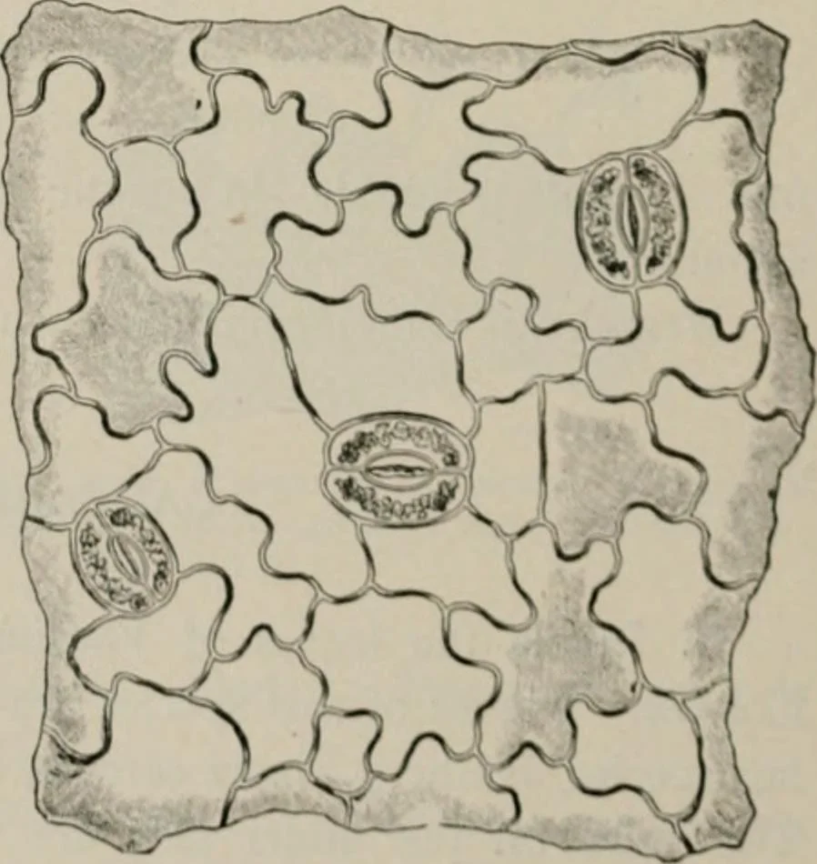 An illustration from The microscopy of vegetable foods, with special reference to the detection of adulteration and the diagnosis of mixtures, 1916, leaf 503