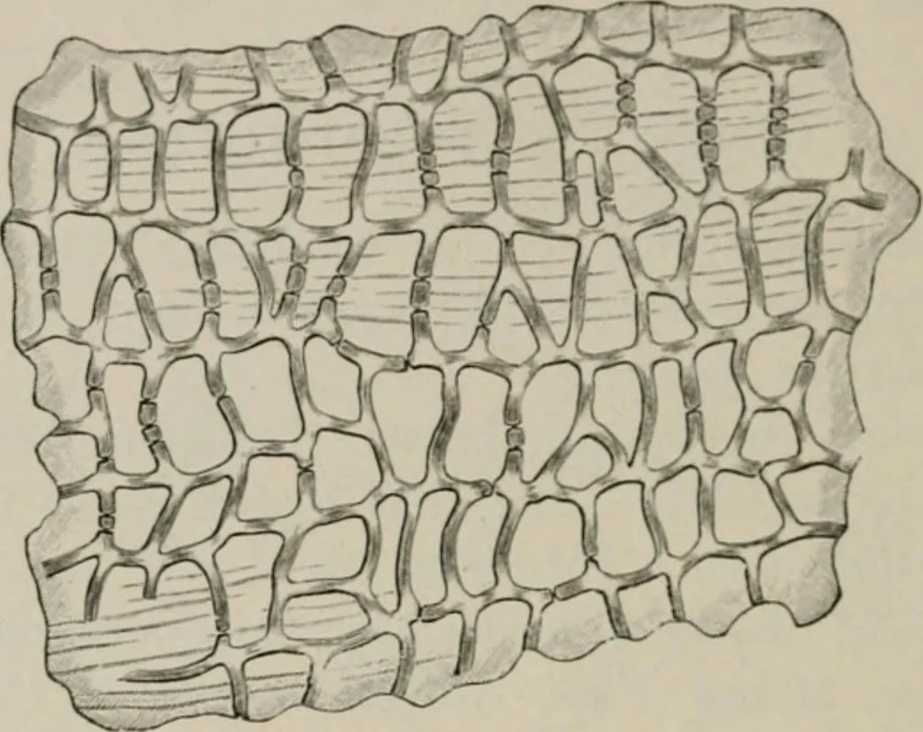An illustration from The microscopy of vegetable foods, with special reference to the detection of adulteration and the diagnosis of mixtures, 1916, leaf 505