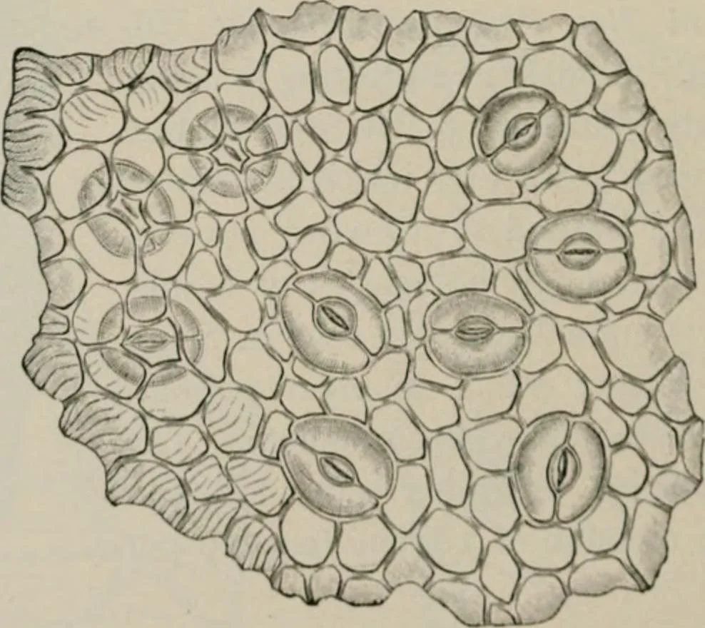 An illustration from The microscopy of vegetable foods, with special reference to the detection of adulteration and the diagnosis of mixtures, 1916, leaf 505