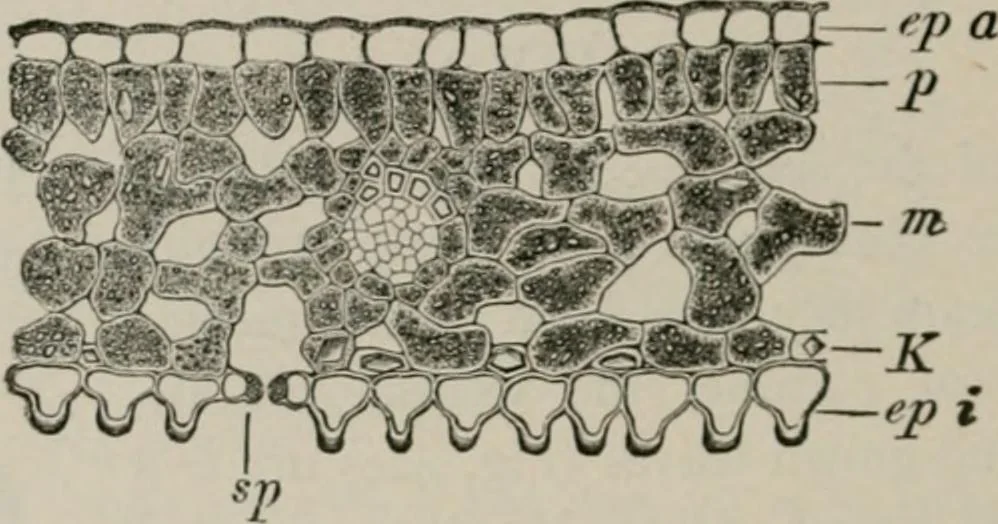 An illustration from The microscopy of vegetable foods, with special reference to the detection of adulteration and the diagnosis of mixtures, 1916, leaf 507