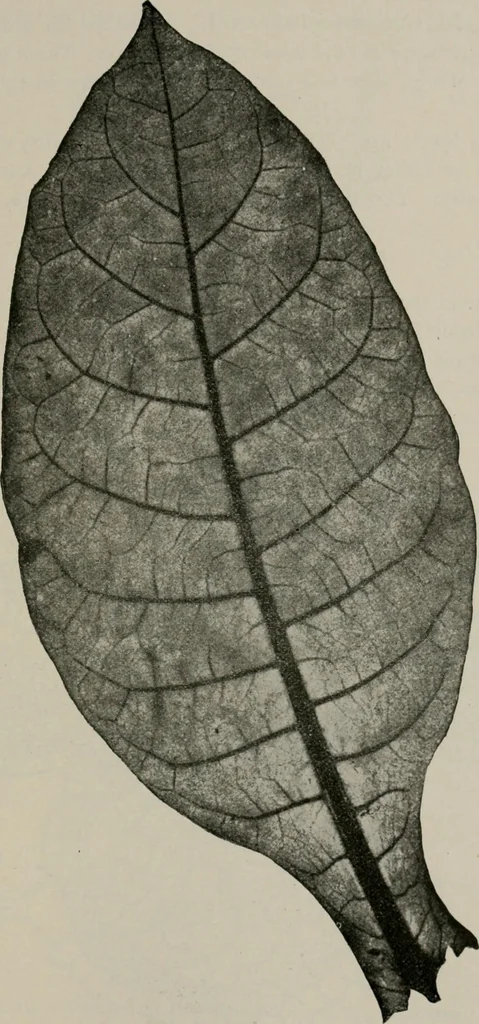 An illustration from The microscopy of vegetable foods, with special reference to the detection of adulteration and the diagnosis of mixtures, 1916, leaf 508