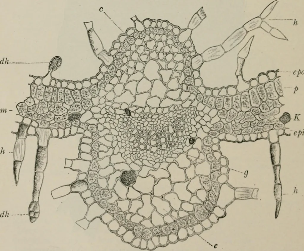 An illustration from The microscopy of vegetable foods, with special reference to the detection of adulteration and the diagnosis of mixtures, 1916, leaf 509