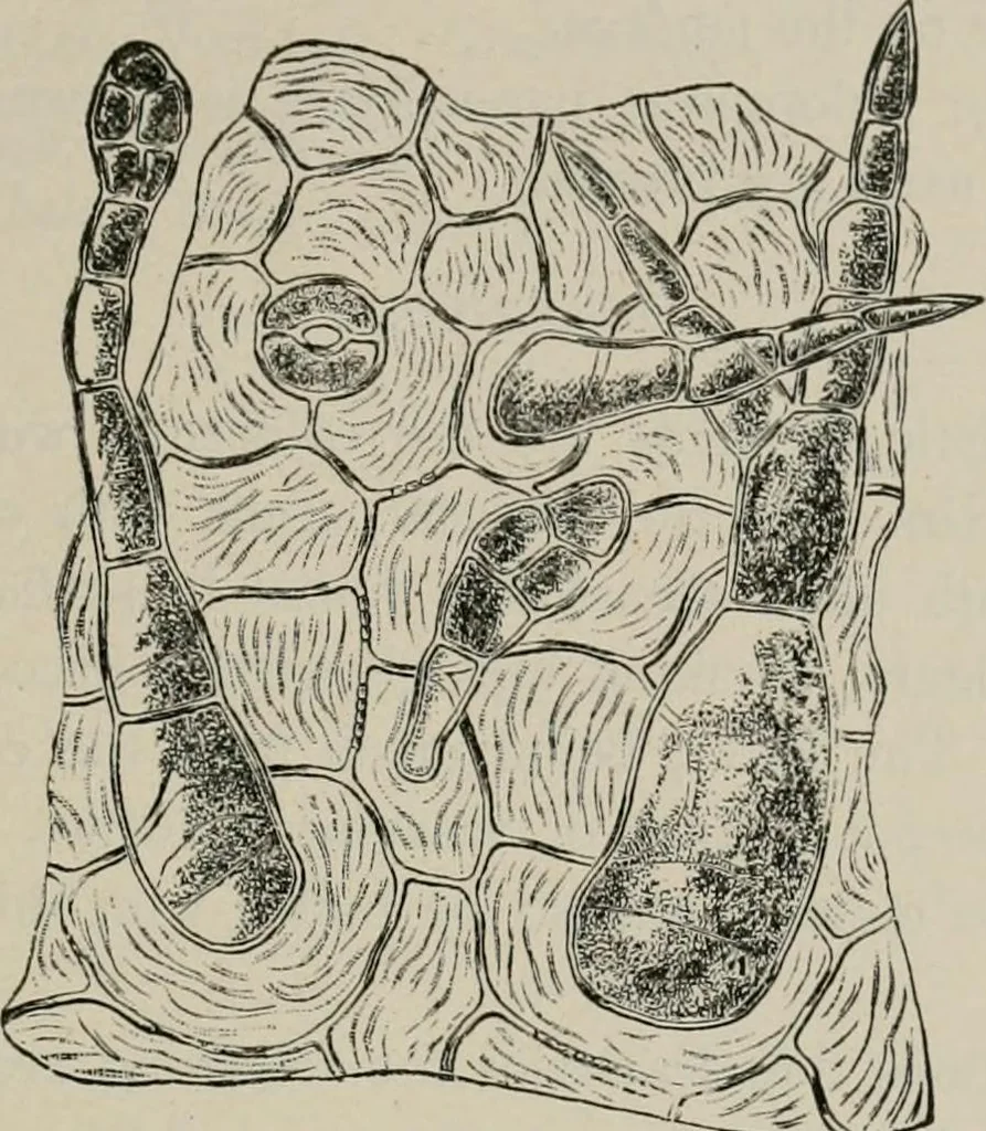 An illustration from The microscopy of vegetable foods, with special reference to the detection of adulteration and the diagnosis of mixtures, 1916, leaf 510